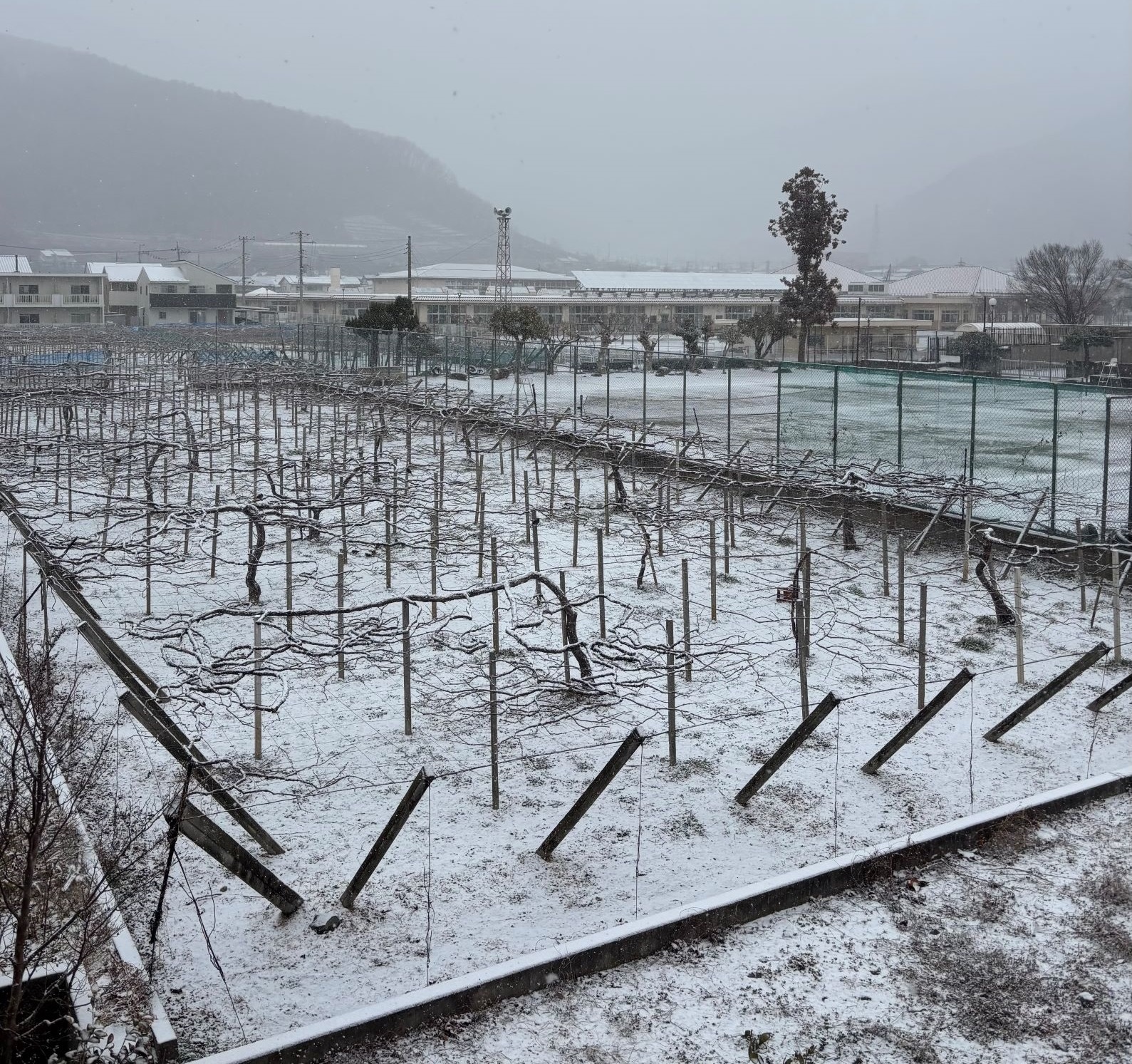 明日の朝マイナス8度予想