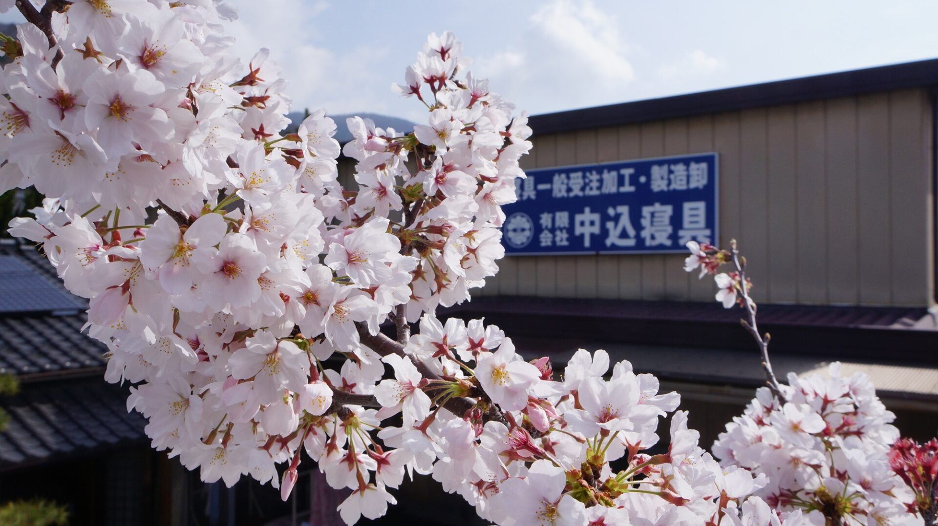 さくら開花宣言