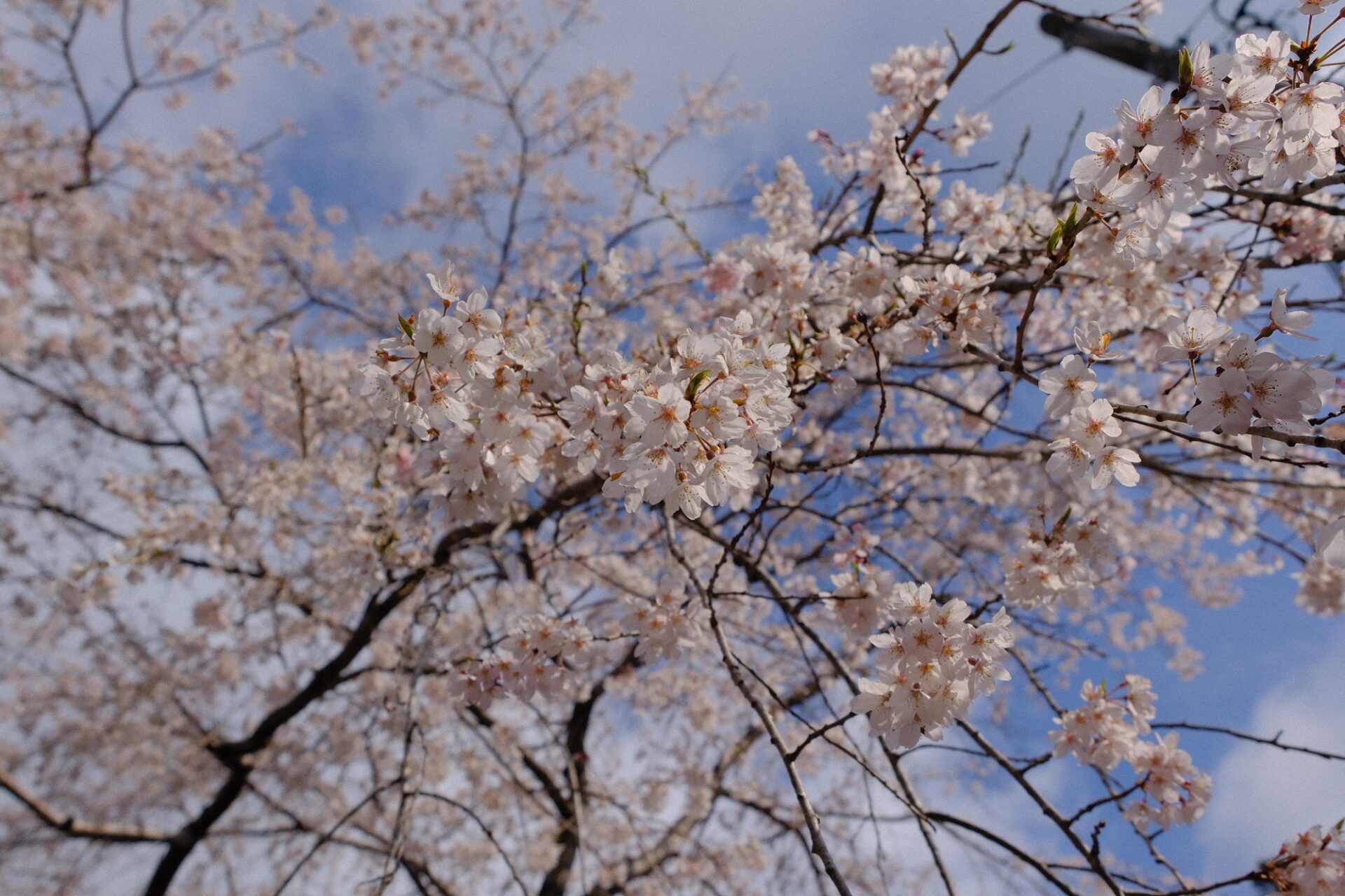 春といえば衣替えついでにふとんのリフレッシュ